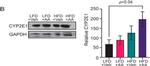 Mouse IgG (H+L) Secondary Antibody in Western Blot (WB)