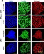 Rabbit IgG (H+L) Highly Cross-Adsorbed Secondary Antibody in Immunocytochemistry (ICC/IF)
