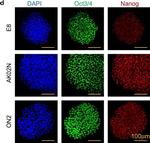 Rabbit IgG (H+L) Highly Cross-Adsorbed Secondary Antibody in Immunocytochemistry (ICC/IF)