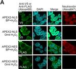Mouse IgG (H+L) Highly Cross-Adsorbed Secondary Antibody in Immunocytochemistry (ICC/IF)