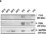 Rabbit IgG (H+L) Secondary Antibody in Western Blot (WB)