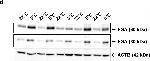 Rabbit IgG (H+L) Secondary Antibody in Western Blot (WB)