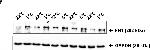 Rabbit IgG (H+L) Secondary Antibody in Western Blot (WB)