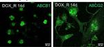 Rabbit IgG (H+L) Cross-Adsorbed Secondary Antibody in Immunocytochemistry (ICC/IF)