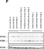 Rabbit IgG (H+L) Cross-Adsorbed Secondary Antibody in Western Blot (WB)