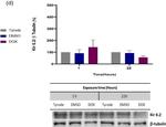 Rabbit IgG (H+L) Cross-Adsorbed Secondary Antibody in Western Blot (WB)