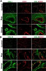 Mouse IgG (H+L) Highly Cross-Adsorbed Secondary Antibody in Immunohistochemistry (IHC)