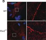 Mouse IgG (H+L) Highly Cross-Adsorbed Secondary Antibody in Immunohistochemistry (IHC)