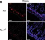 Mouse IgG (H+L) Highly Cross-Adsorbed Secondary Antibody in Immunohistochemistry (IHC)