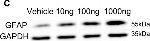 Mouse IgG (H+L) Secondary Antibody in Western Blot (WB)