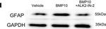 Mouse IgG (H+L) Secondary Antibody in Western Blot (WB)