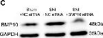 Mouse IgG (H+L) Secondary Antibody in Western Blot (WB)