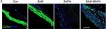 Rabbit IgG (H+L) Highly Cross-Adsorbed Secondary Antibody in Immunohistochemistry (Paraffin) (IHC (P))