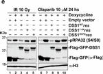 Mouse IgG (H+L) Secondary Antibody in Western Blot (WB)