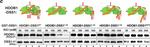 Mouse IgG (H+L) Secondary Antibody in Western Blot (WB)