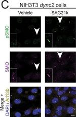 Rat IgG (H+L) Cross-Adsorbed Secondary Antibody in Immunocytochemistry (ICC/IF)