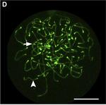 Rabbit IgG (H+L) Cross-Adsorbed Secondary Antibody in Immunocytochemistry (ICC/IF)