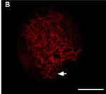 Chicken IgY (H+L) Secondary Antibody in Immunocytochemistry (ICC/IF)