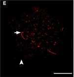 Chicken IgY (H+L) Secondary Antibody in Immunocytochemistry (ICC/IF)
