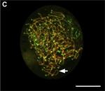 Chicken IgY (H+L) Secondary Antibody in Immunocytochemistry (ICC/IF)