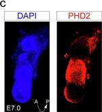 Mouse IgG (H+L) Highly Cross-Adsorbed Secondary Antibody in Immunohistochemistry (IHC)