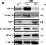 Rabbit IgG (H+L) Cross-Adsorbed Secondary Antibody in Western Blot (WB)