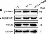 Rabbit IgG (H+L) Cross-Adsorbed Secondary Antibody in Western Blot (WB)