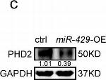 Rabbit IgG (H+L) Cross-Adsorbed Secondary Antibody in Western Blot (WB)