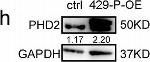 Rabbit IgG (H+L) Cross-Adsorbed Secondary Antibody in Western Blot (WB)