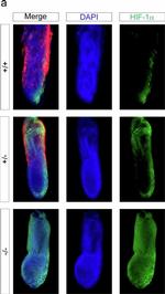 Mouse IgG (H+L) Highly Cross-Adsorbed Secondary Antibody in Immunohistochemistry (IHC)