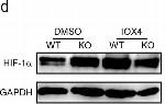 Rabbit IgG (H+L) Cross-Adsorbed Secondary Antibody in Western Blot (WB)