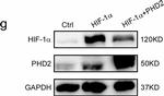 Rabbit IgG (H+L) Cross-Adsorbed Secondary Antibody in Western Blot (WB)
