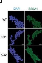 Rabbit IgG (H+L) Cross-Adsorbed Secondary Antibody in Immunocytochemistry (ICC/IF)