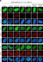 Rabbit IgG (H+L) Highly Cross-Adsorbed Secondary Antibody in Immunocytochemistry (ICC/IF)