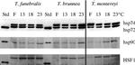 HSF1 Antibody in Western Blot (WB)
