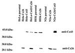 Connexin 26 Antibody in Western Blot (WB)