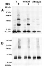 Connexin 26 Antibody in Western Blot (WB)