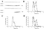 Connexin 26 Antibody in Western Blot (WB)