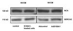 Sodium/Calcium Exchanger Antibody in Western Blot (WB)