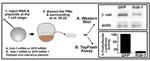beta Catenin Antibody in Western Blot (WB)