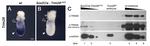 TRIM28 Antibody in Western Blot (WB)