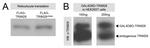 TRIM28 Antibody in Western Blot (WB)