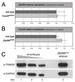 TRIM28 Antibody in Western Blot (WB)