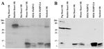 FKBP12 Antibody in Western Blot (WB)