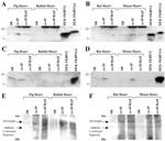 FKBP12 Antibody in Western Blot, Immunoprecipitation (WB, IP)