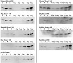 FKBP12 Antibody in Western Blot (WB)