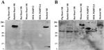 FKBP12 Antibody in Western Blot (WB)