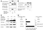 Estrogen Receptor alpha Antibody in Western Blot, Immunoprecipitation (WB, IP)