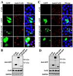 Connexin 26 Antibody in Western Blot (WB)