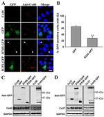 Connexin 37 Antibody in Western Blot (WB)